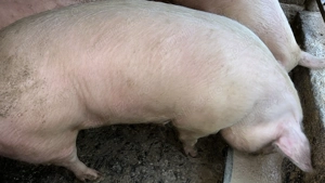 Vând scroafe - imagine 2