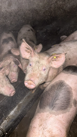 Vând soldani  - imagine 2