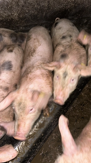 Vând soldani  - imagine 3