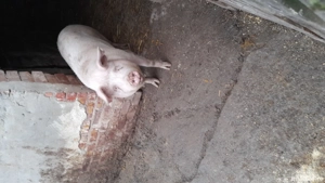 vând porc pentru sacrificat  - imagine 3