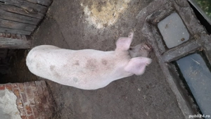 vând porc pentru sacrificat  - imagine 4