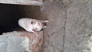 vând porc pentru sacrificat  - imagine 5