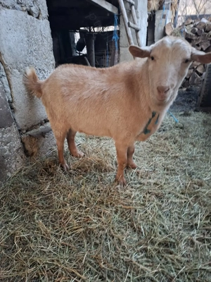 Vand tap pentru consum.