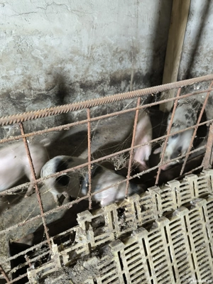 Purcei de vanzare - imagine 5