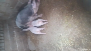 vand purcei - imagine 3