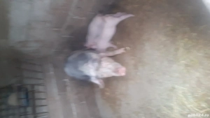 vand purcei - imagine 4