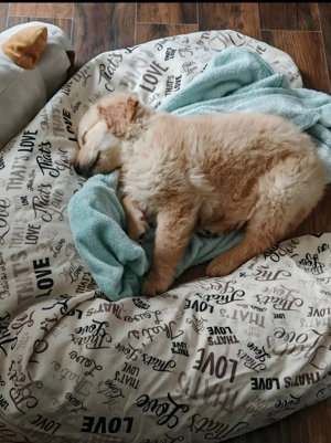 Pui Golden Retriever cu pedigree (certificat) - imagine 2