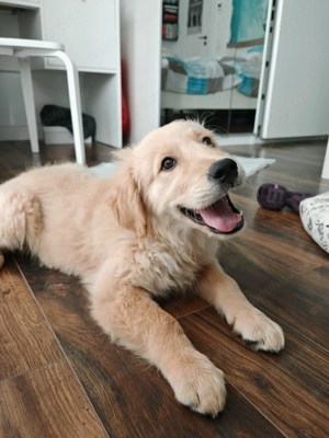 Pui Golden Retriever cu pedigree (certificat) - imagine 5