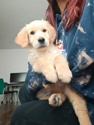 Pui Golden Retriever cu pedigree (certificat) - imagine 3