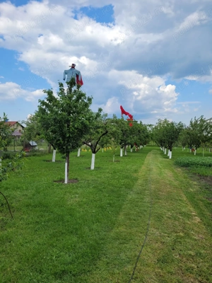 Proprietar ofer de vanzare vila in Giarmata ,Timis cu teren 3750 mp . - imagine 3