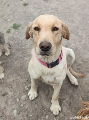 Donez Labrador - imagine 2