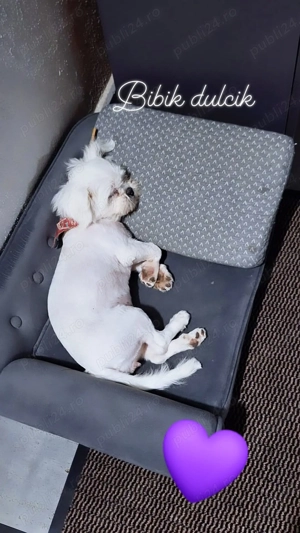 Fată Shih Tzu albă  - imagine 2
