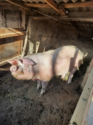 Porc de vanzare (in viu) - imagine 4
