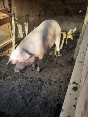 Porc de vanzare (in viu) - imagine 5