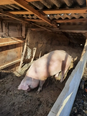 Porc de vanzare (in viu) - imagine 3