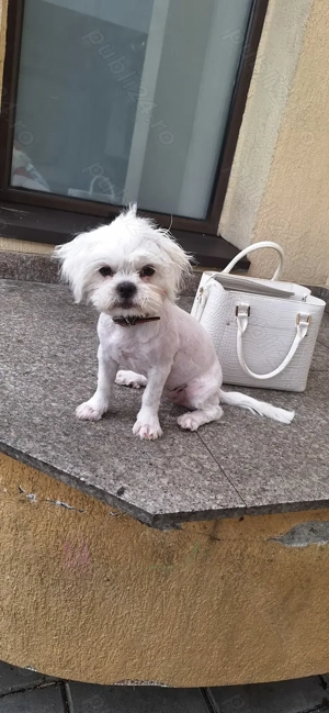 Fată Shih Tzu albă  - imagine 4