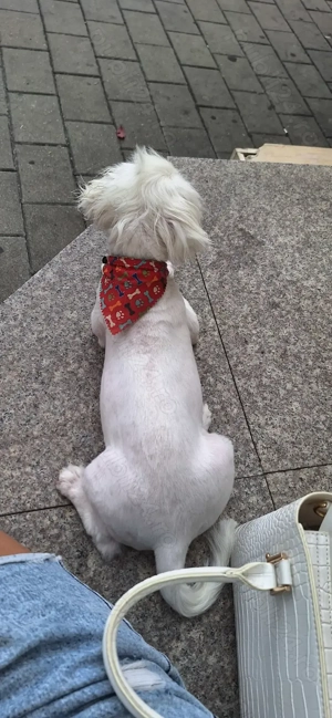 Fată Shih Tzu albă  - imagine 5