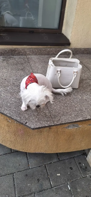 Fată Shih Tzu albă  - imagine 3