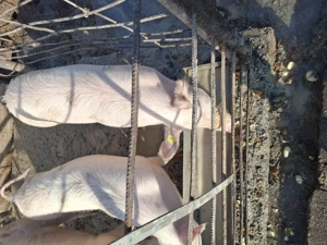 De vanzare, an jur ka 80 kg.