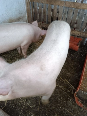 Porci de carne crescuți bio in propria gospodarie