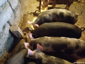 purcei de vânzare  - imagine 3