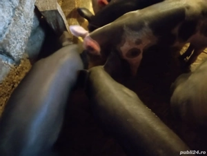 purcei de vânzare  - imagine 2