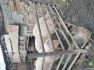 vand porci - imagine 2