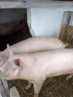 Porci de carne crescuți bio in propria gospodarie - imagine 2