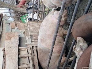 vand porci - imagine 3