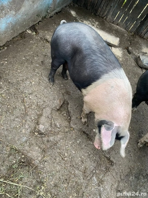 Vanzare porc - imagine 2