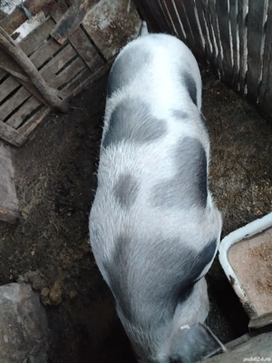 vând purcea de carnea 