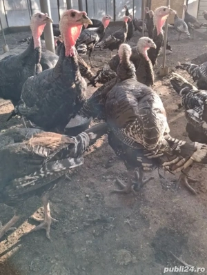 porci ,curcani si purcei crescuti natural  - imagine 3