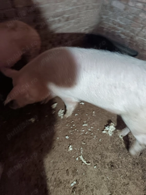  porc de țară de vânzare 