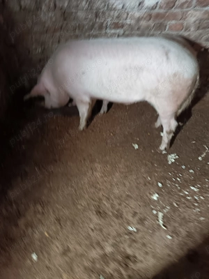  porc de țară de vânzare  - imagine 3