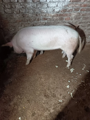  porc de țară de vânzare  - imagine 2