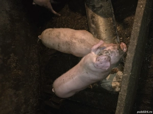 Porci de vanzare