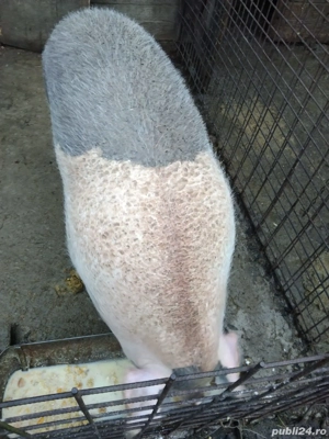 porc de carne - imagine 2