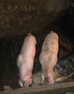 Porci de vanzare - imagine 2