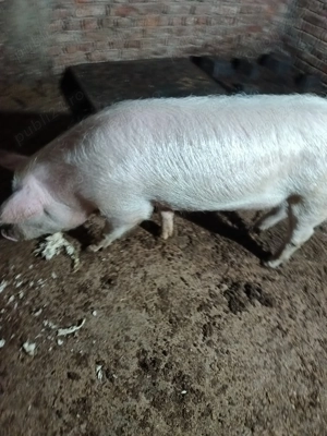  porc de țară de vânzare  - imagine 4