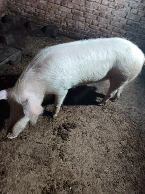  porc de țară de vânzare  - imagine 5