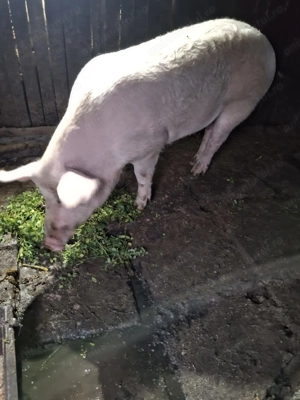 Porc de vanzare crescut bio - imagine 2