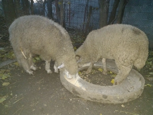 Vând  2 berbecuți  - imagine 2