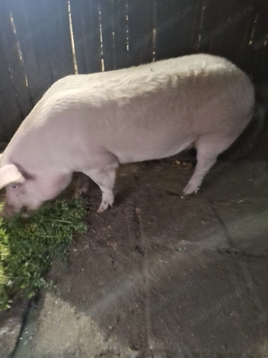 Porc de vanzare crescut bio