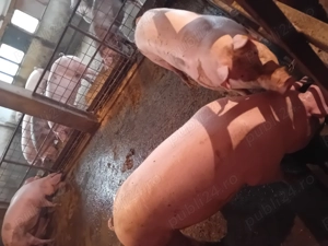 Porci de vanzare ....... - imagine 3