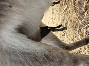 Vand magarete cu lapte - imagine 3