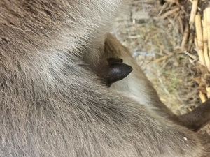 Vand magarete cu lapte - imagine 2