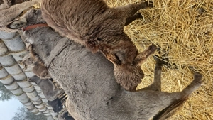 Vand magarete cu lapte