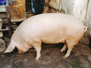 De Vanzare, porc alb!(scrofita)