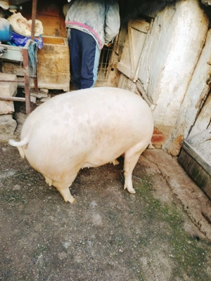 De Vanzare, porc alb!(scrofita) - imagine 2