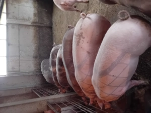 Porci de vanzare...... - imagine 4